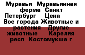 Муравьи, Муравьинная ферма. Санкт-Петербург. › Цена ­ 550 - Все города Животные и растения » Другие животные   . Карелия респ.,Костомукша г.